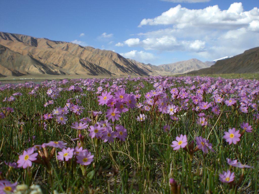 Botanic Tour in Kyrgyzstan Ala Too Travel
