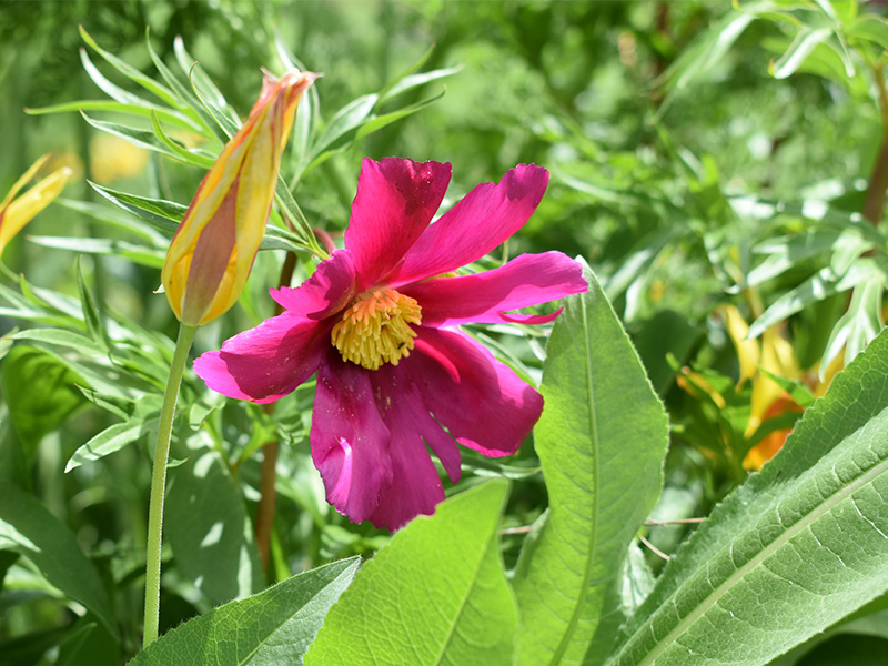 Botanische natuurreizen - botanic nature tour