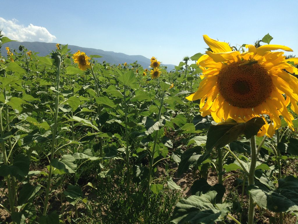 Flowers in Kyrgyzstan- Ala Too Travel